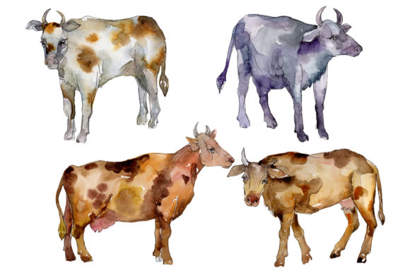 Agriculture Cow Watercolor Illustrations Review