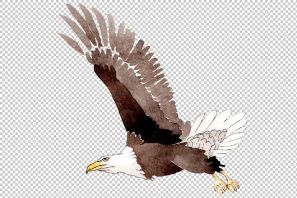 American Bald Eagle Watercolor Illustrations