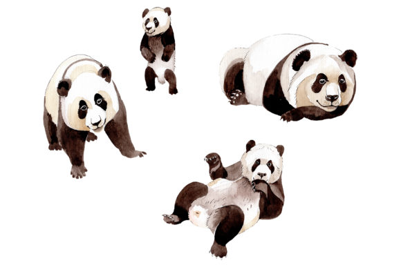 Animal Panda Watercolor Illustrations Review
