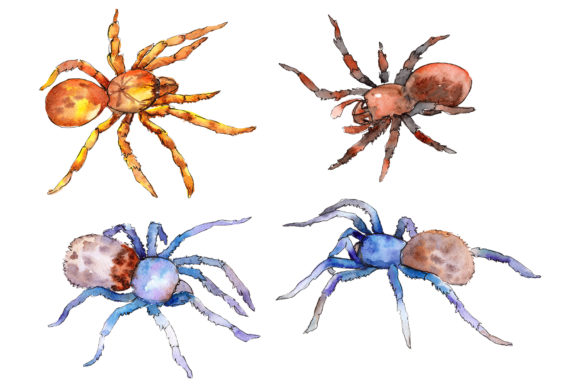 Animal World Tarantula Watercolor Illustrations