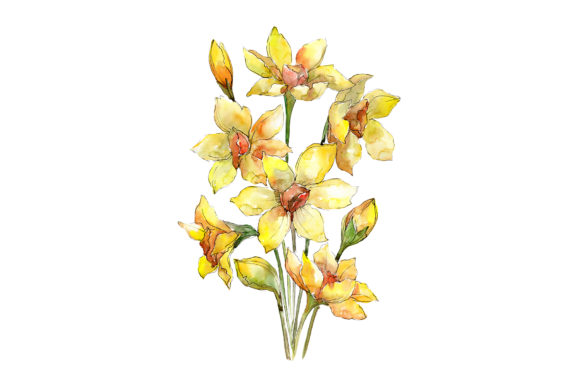 Bouquet of Narcissus Yellow Flower Watercolor Illustrations