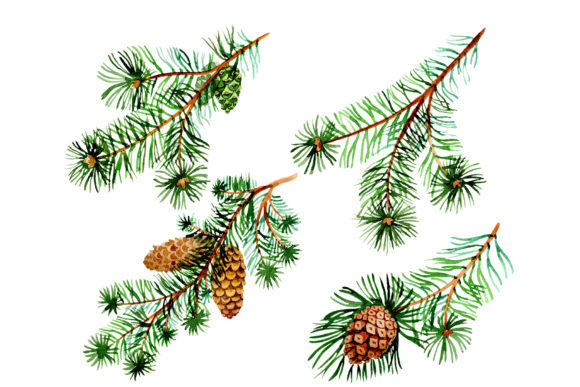 Branches of Spruce and Pine Watercolor Set Review