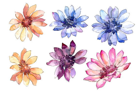 Colorful African Marguerite Watercolor Illustrations