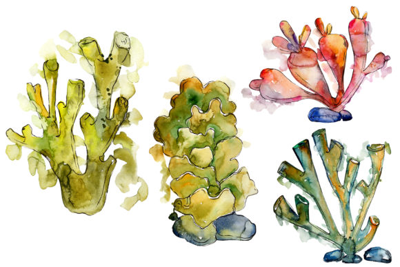 Corals Seafood Watercolor Illustrations