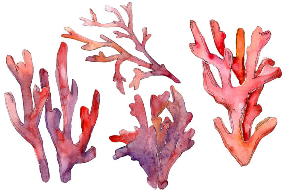 Corals Watercolor Illustrations Review