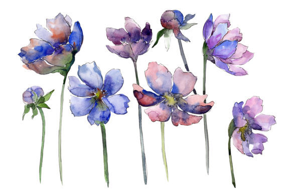 Cosmos Flower Blue Watercolor Illustrations