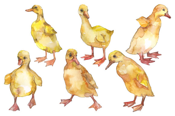 Farm Animals Ducklings Watercolor Illustrations