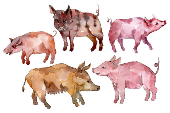 Farm Animals Pig Boar Watercolor Illustrations