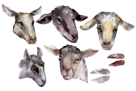 Farm Animals Ram Head Watercolor Illustrations