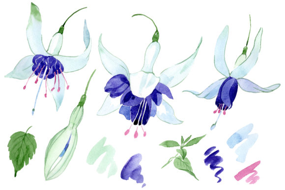Fuchsia Watercolor Illustrations Review