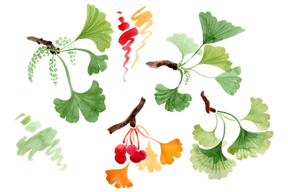 Ginkgo Biloba Watercolor: Editorial Illustrations