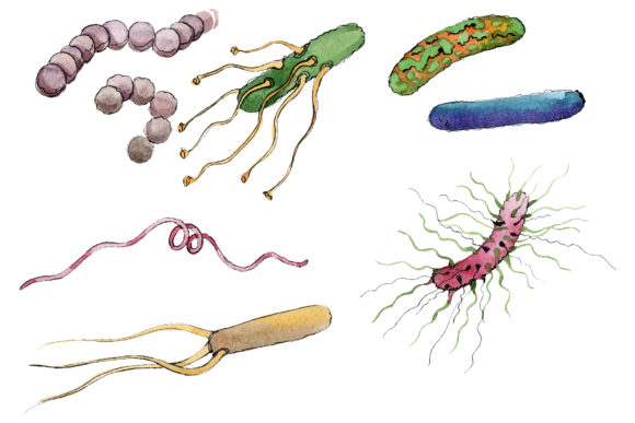 Microbes 1 Watercolor Png: Organic Illustrations