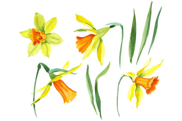 Narcissus Lemon Flower Watercolor Set & Illustrations