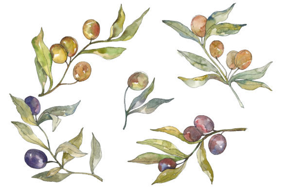 Olives Watercolor Illustrations Review