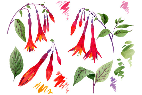 Orange-Red Fuchsia Watercolor Illustrations