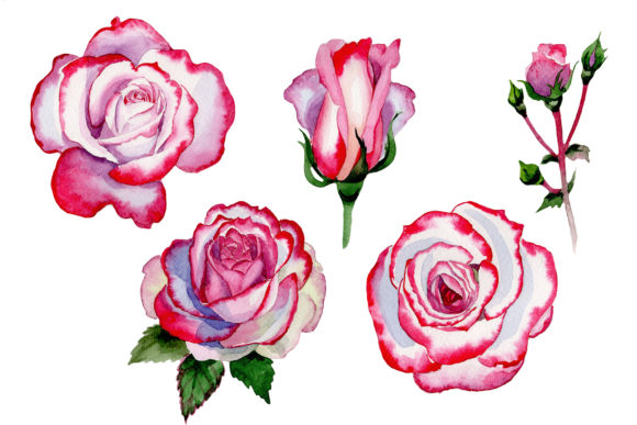 Pink Rose Good Morning Watercolor Review