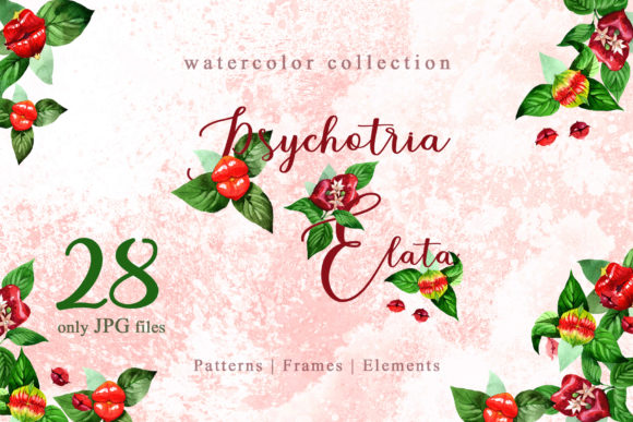 Psychotria Elata Watercolor Illustrations