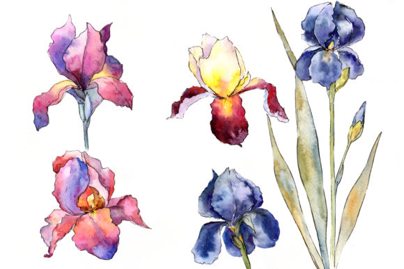 Purple and Yellow Irises Flowers Watercolor Set Review