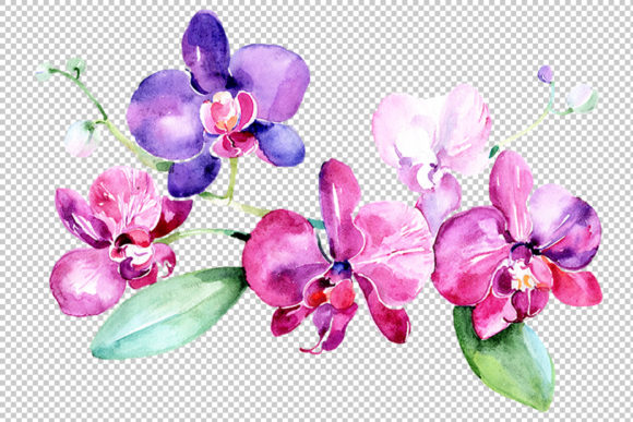 Purple Orchid Watercolor Set & Illustrations