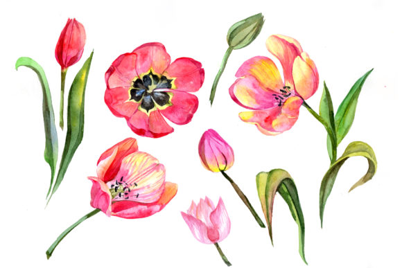 Red Tulip Watercolor Flower Set & Illustrations