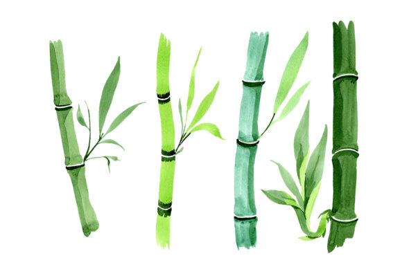 Reviewing Bamboo Tropic Plant Watercolor Set