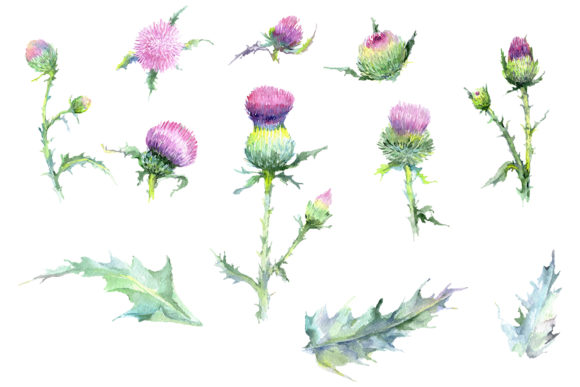Thistle Watercolor Illustrations Review