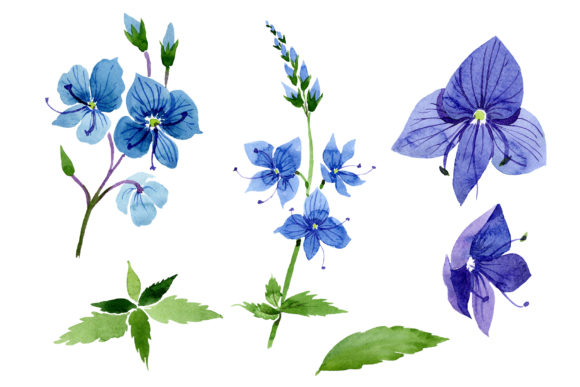Veronica Flower Blue Watercolor Illustrations