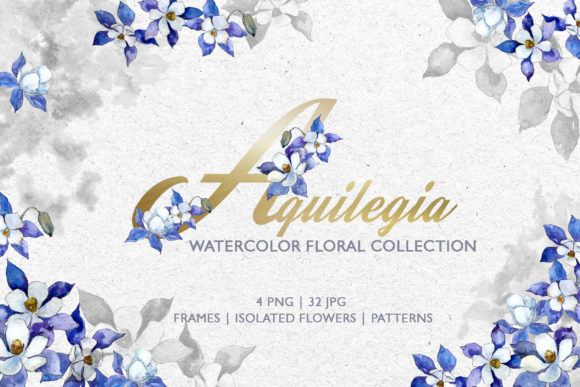 Watercolor Blue Aquilegia Illustrations Review
