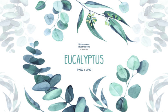 Watercolor Eucalyptus Illustrations Review