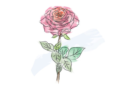 Watercolor Rose Design Illustration Review