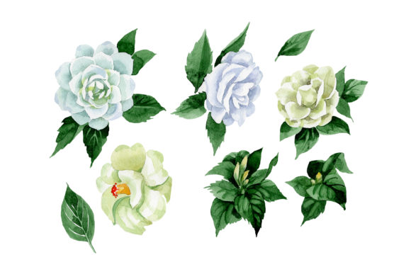 White Camellia Wildflower Watercolor Set Illustrations
