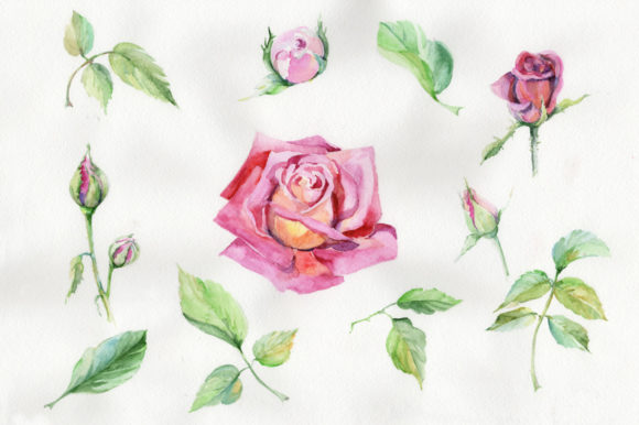 Wildflower Delicate Pink Rose Illustrations