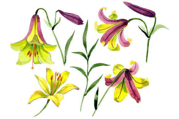 Wildflower Lemon Lily PNG Watercolor Set