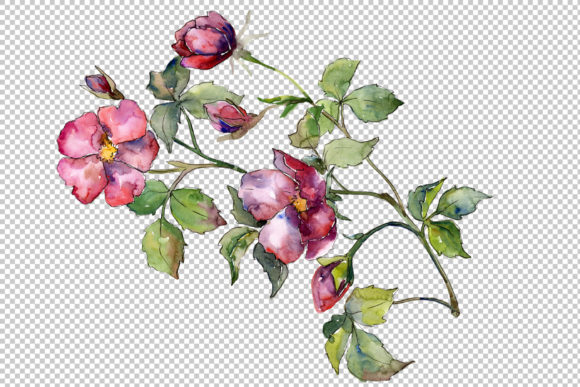 Wonderful Bloom Rose PNG Watercolor Set