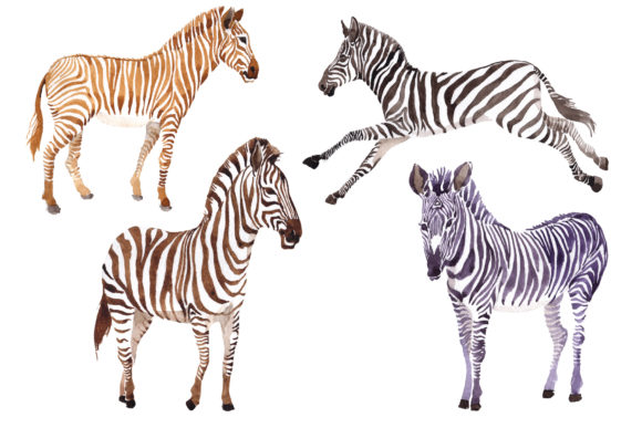 Zebra Set Watercolor Illustrations Review